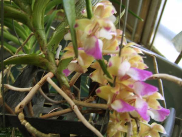 Aerides_houlletiana_002