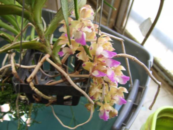 Aerides_houlletiana_005