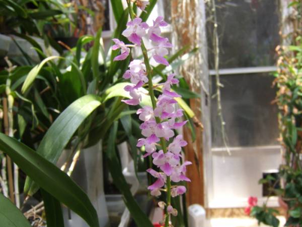 Aerides_rosea_002