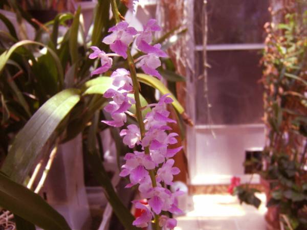 Aerides_rosea_004