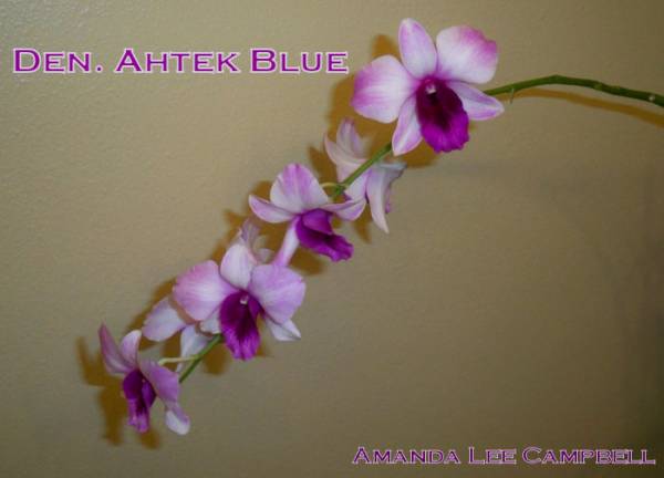 Den. Ahtek Blue