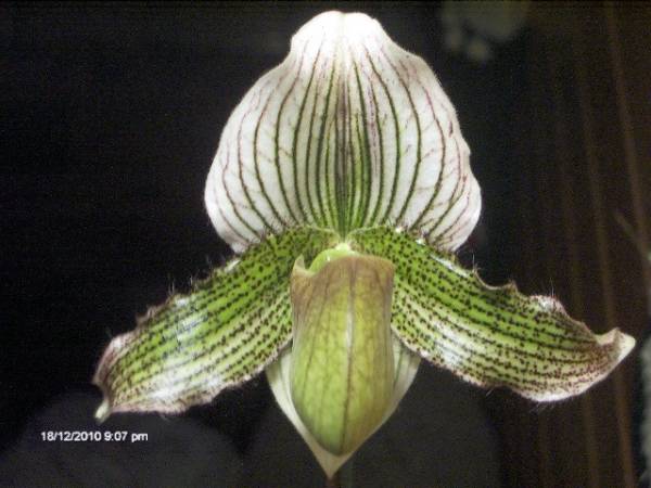 Paph. Andrew Bell