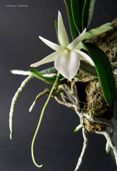 Angraecum didierii