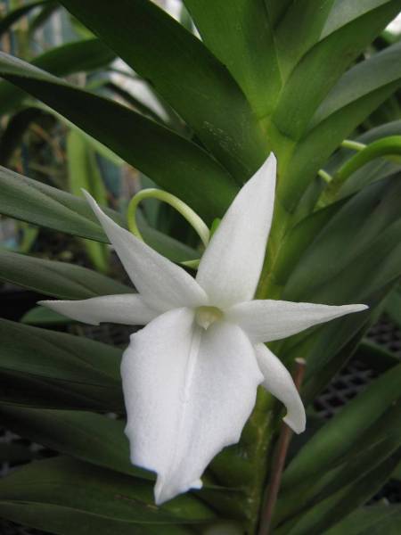 Angraecum_curnowianum_1