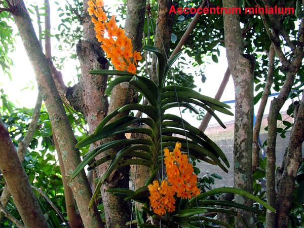 Ascocentrum_miniatum1