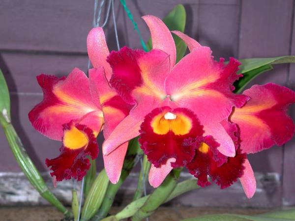 Cattleya Hybrid