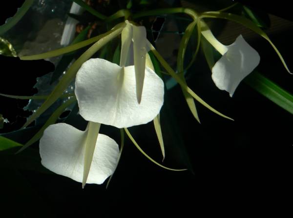 Brassavola Grand Stars