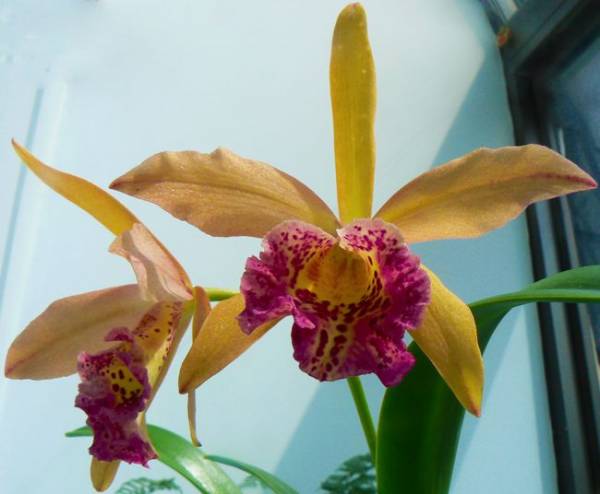 Blc Cooper Queen 1