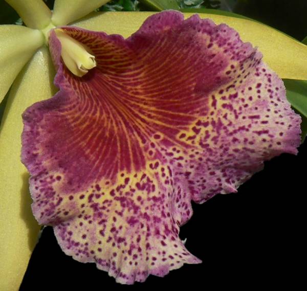 Blc Keowee 'Newberry'