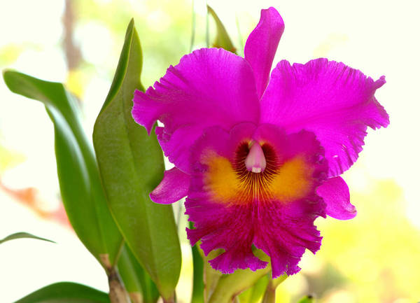 Blc. King of Taiwan