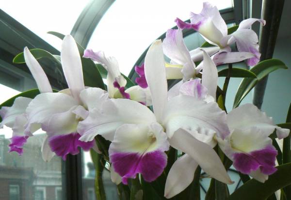 Blc Mari's Glory