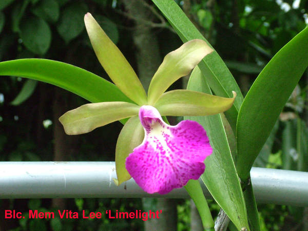 Blc_Mem_Vita_Lee_Limelight_