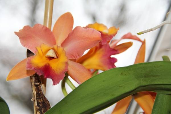 Blc. Momileni Rainbow 'Sunset GLow'