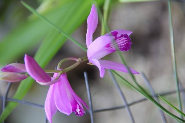 NOID Bletilla