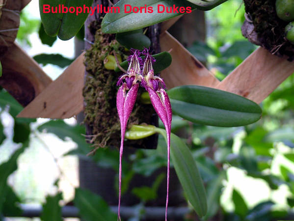 Bulbophyllum_Doris_Dukes