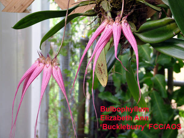 Bulbophyllum_Elizabeth_Ann_Buckleburry_FCC_AOS