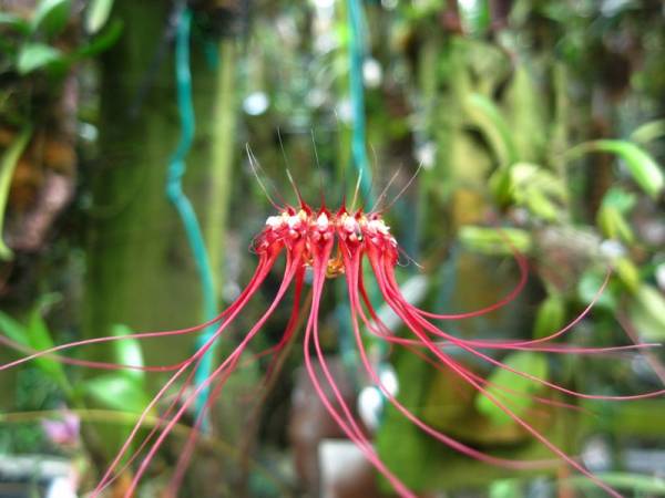 Bulbophyllum Gracillimum