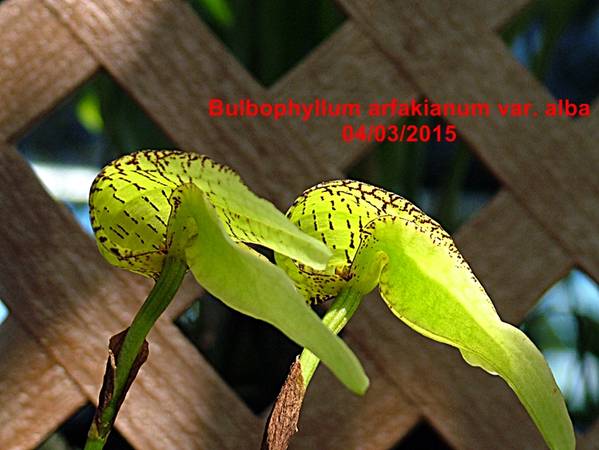 Bulbophyllum arfakianum var. alba