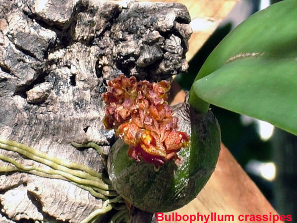 Bulbophyllum_crassipes