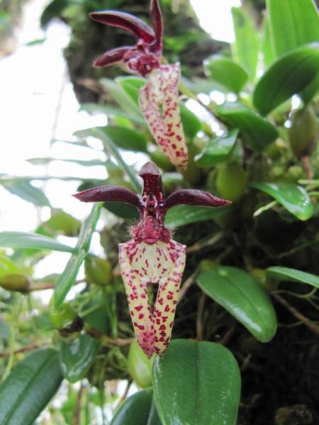 Bulbophyllum_lasiochilum_1