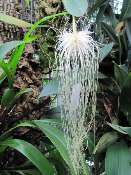 Bulbophyllum medusae