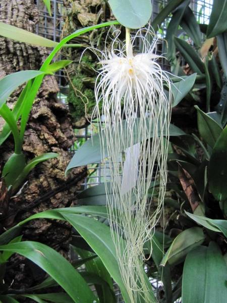 Bulbophyllum_medusae_11