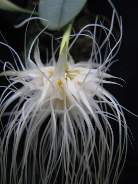 Bulbophyllum_medusae_21