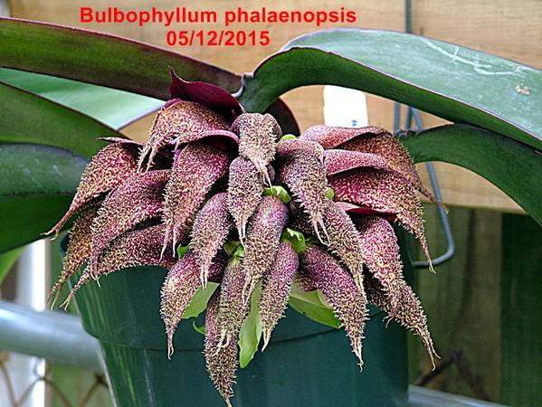 Bulbophyllum_phalaenopsis_0512