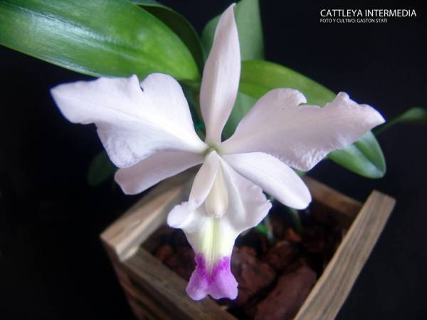 Cattleya Intermedia