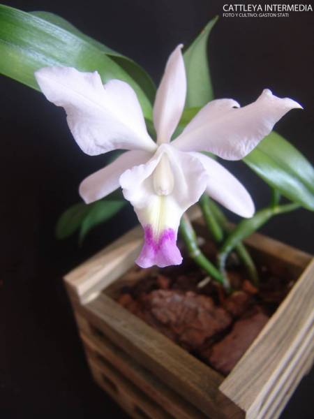 Cattleya Intermedia