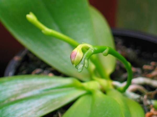 Phal tetraspis c#1