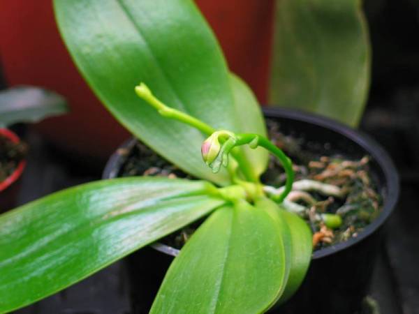 Phal tetraspis c#1