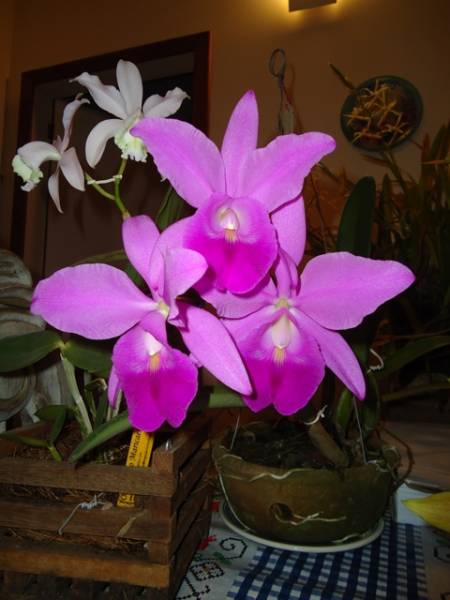 Cattleya Sea Breeze