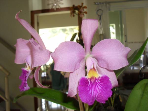 Cattleya paynteri