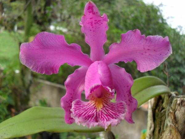 Cattleya pittiae