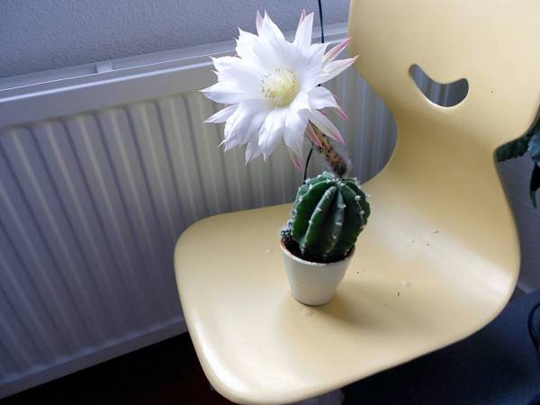 cactus in bloom