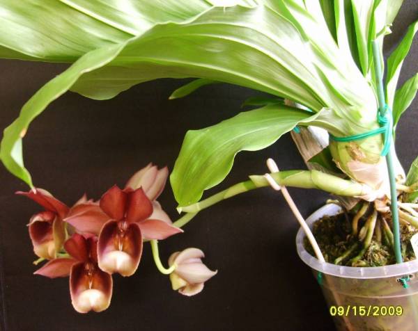 Catasetum_Olga_galeritum_X_pileatum_2