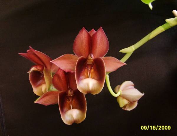 Catasetum_Olga_galeritum_X_pileatum_3