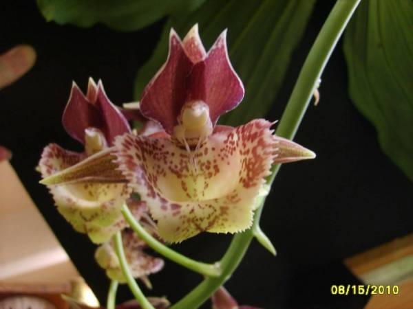 Catasetum_Spotted_Dragon_Brevard_1