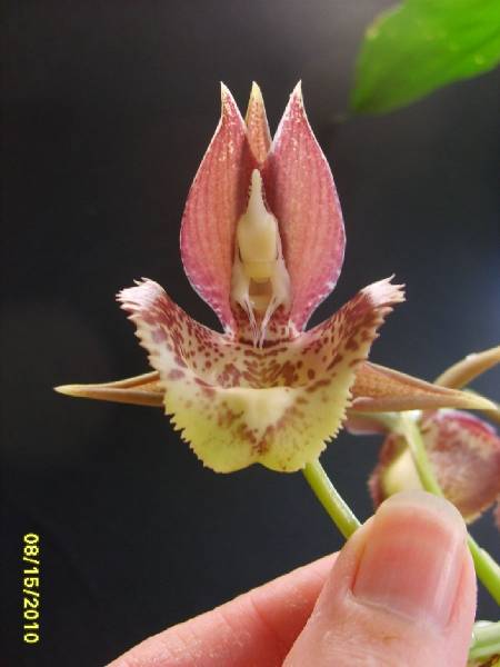 Catasetum_Spotted_Dragon_Brevard_2