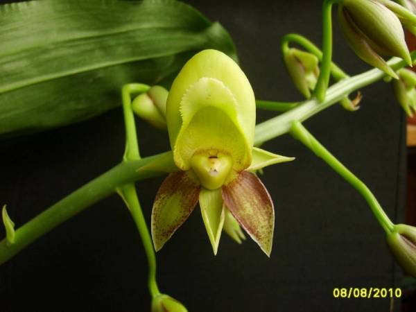 Catasetum_Spotted_Dragon_Brevard_female_