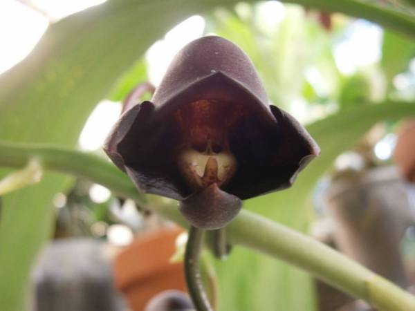 Catasetum_Ten_Dragons_female_