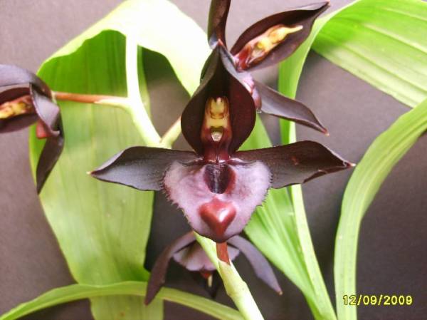 Catasetum_Ten_Dragons_tenebrosum_X_Dragon_s_Teeth_