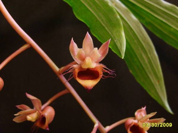 Catasetum_roseo-album