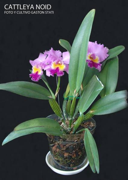 Cattleya NOID