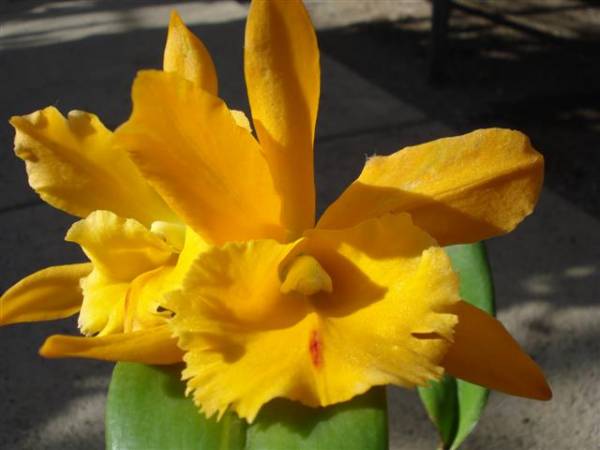 Cattleya Orange Yellow NoID.bloom