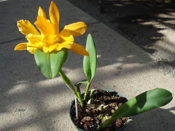 Cattleya Orange Yellow NoID.plant