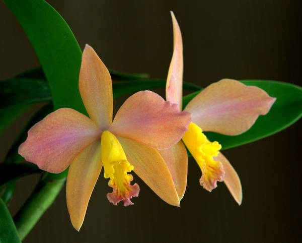 Cattleya Psyche