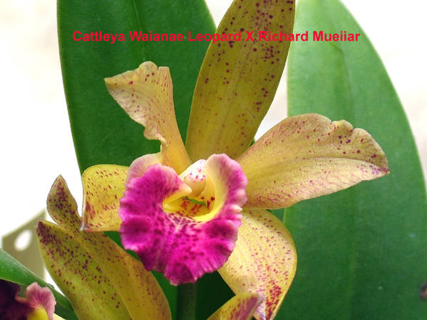 Cattleya_Waianae-Leopard_X_Richard_Muellar