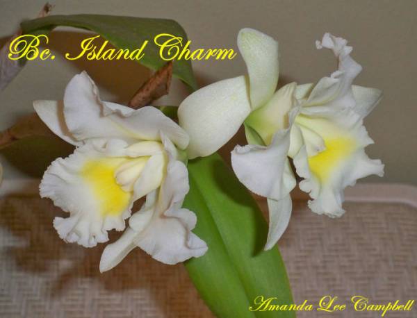 Bc. Island Charm